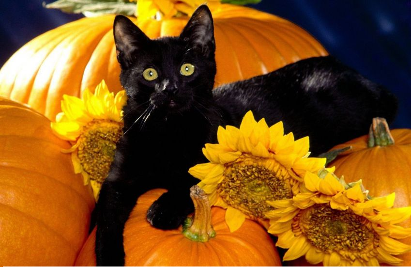 Health and Safety for your cat on Halloween