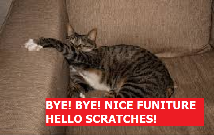 How to Stop Cats Scratching Furniture